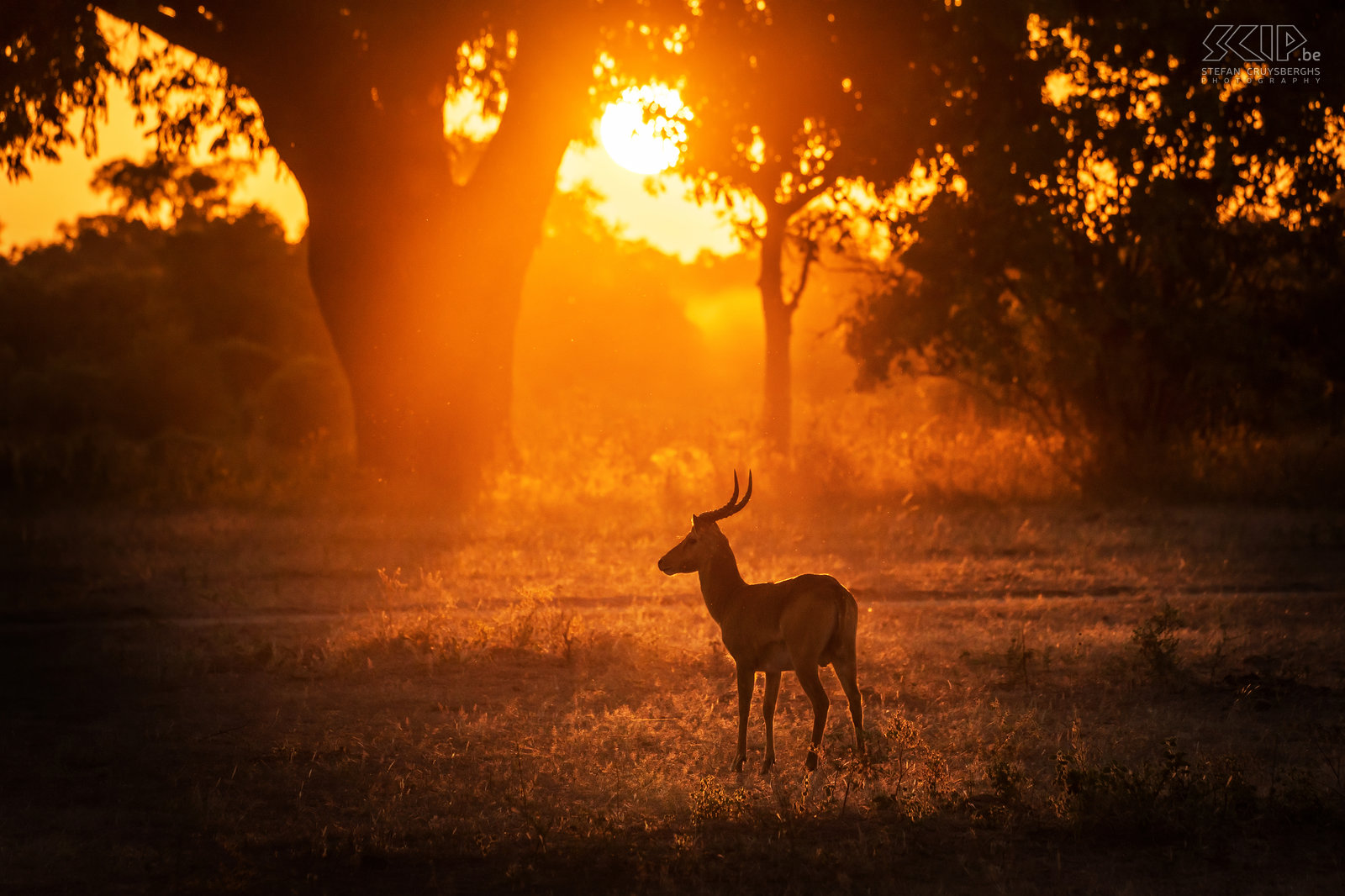 South Luangwa - Sunset with puku A puku with the golden light of the sunset in the wonderful South Luangwa national park in Zambia. The puku is a common medium-sized antelope. Males hold territories and have a herd of females that stay within their territory. Stefan Cruysberghs